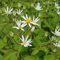 Eurybia (Aster) divaricatus 